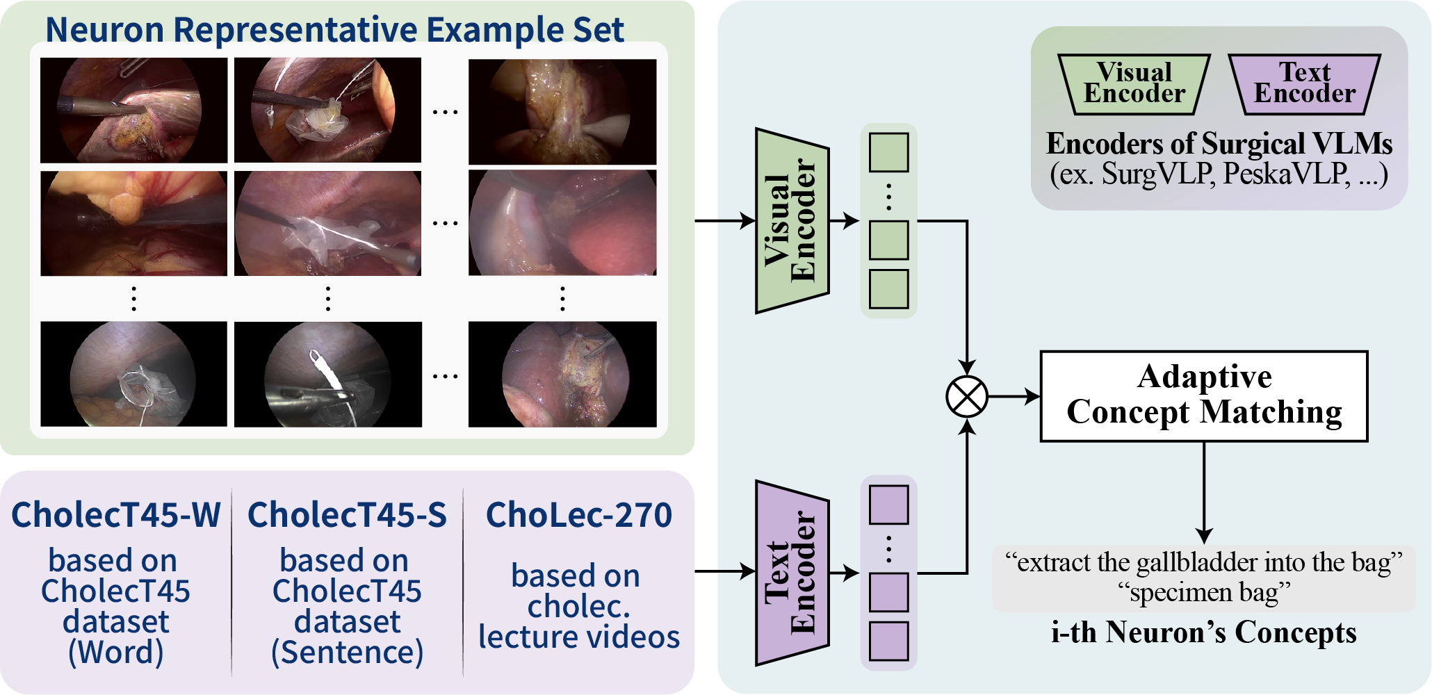 neuron–concept association